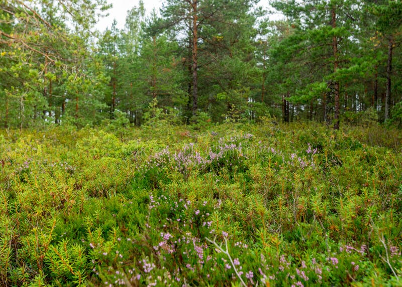 Pioggia giorno piovoso sottofondo tradizionale palude di bog e pini di cacca di legno durante la pioggia in autunno fotografia stock libera da diritti