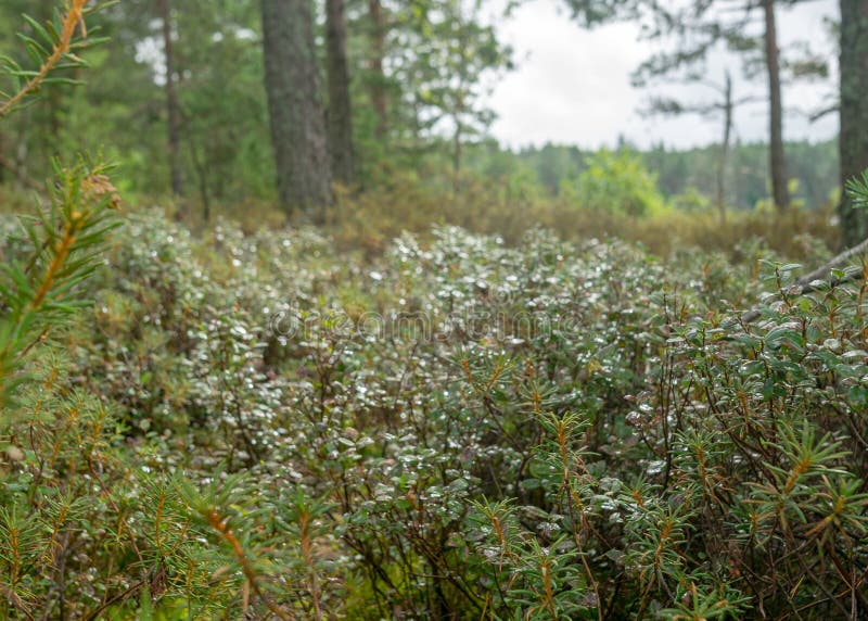 Pioggia giorno piovoso sottofondo tradizionale palude di bog e pini di cacca di legno durante la pioggia in autunno immagini stock