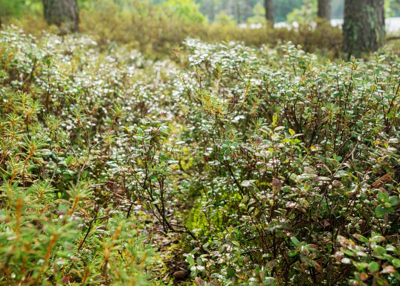 Pioggia giorno piovoso sottofondo tradizionale palude di bog e pini di cacca di legno durante la pioggia in autunno immagine stock