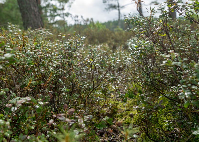 Pioggia giorno piovoso sottofondo tradizionale palude di bog e pini di cacca di legno durante la pioggia in autunno immagini stock libere da diritti