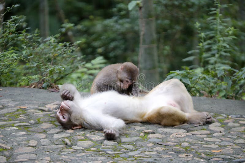 Retrato Fofo Do Macaco Bebê Foto de Stock - Imagem de criatura, milha:  187888246