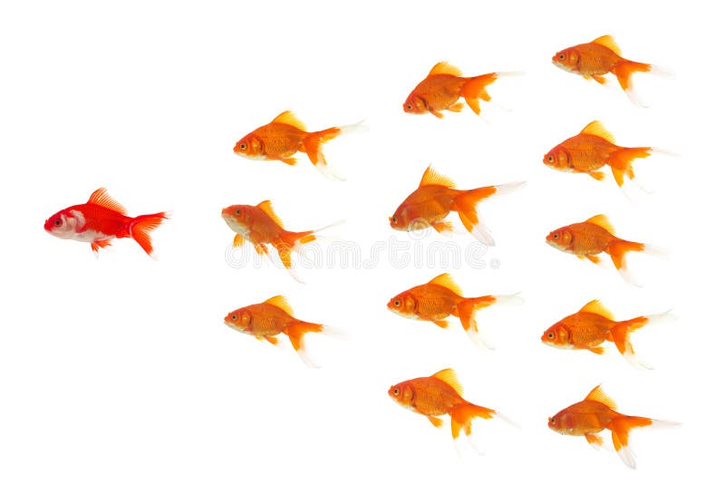 Piombo rosso del goldfish Piombo rosso del goldfish