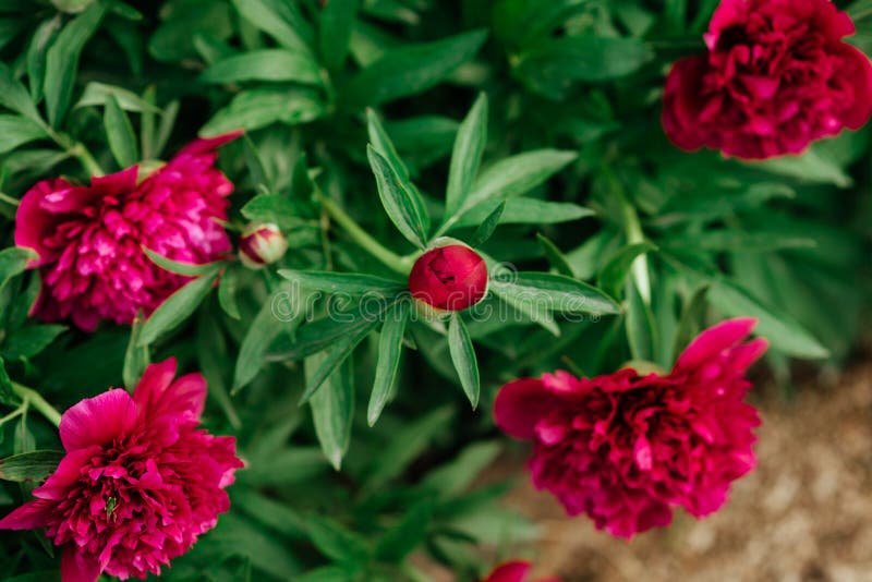 Pion. Spring red flower stock photo. Image of bloom 151864070