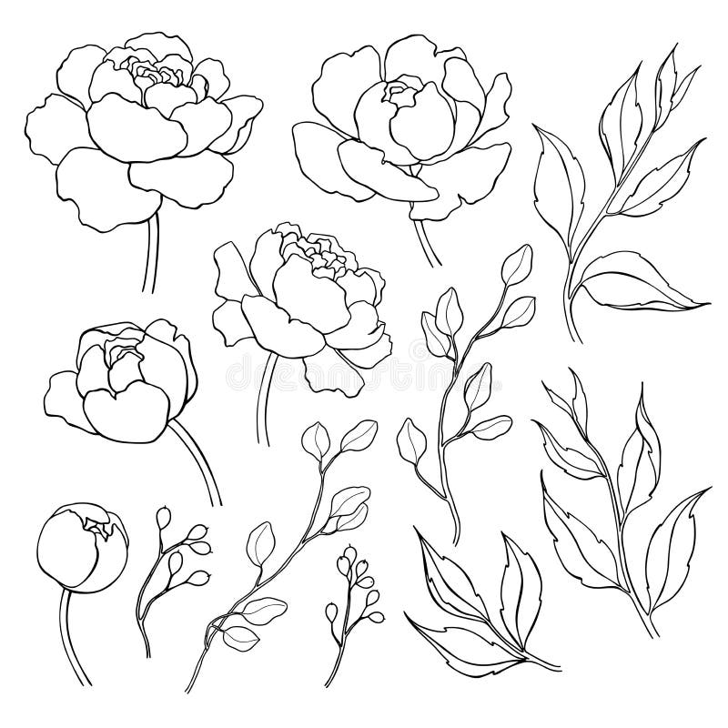 Pionblomma och sidalinje teckning Dragen översikt för vektor hand stock illustrationer Pionblomma och sidalinje teckning Dragen översikt för vektor hand stock illustrationer