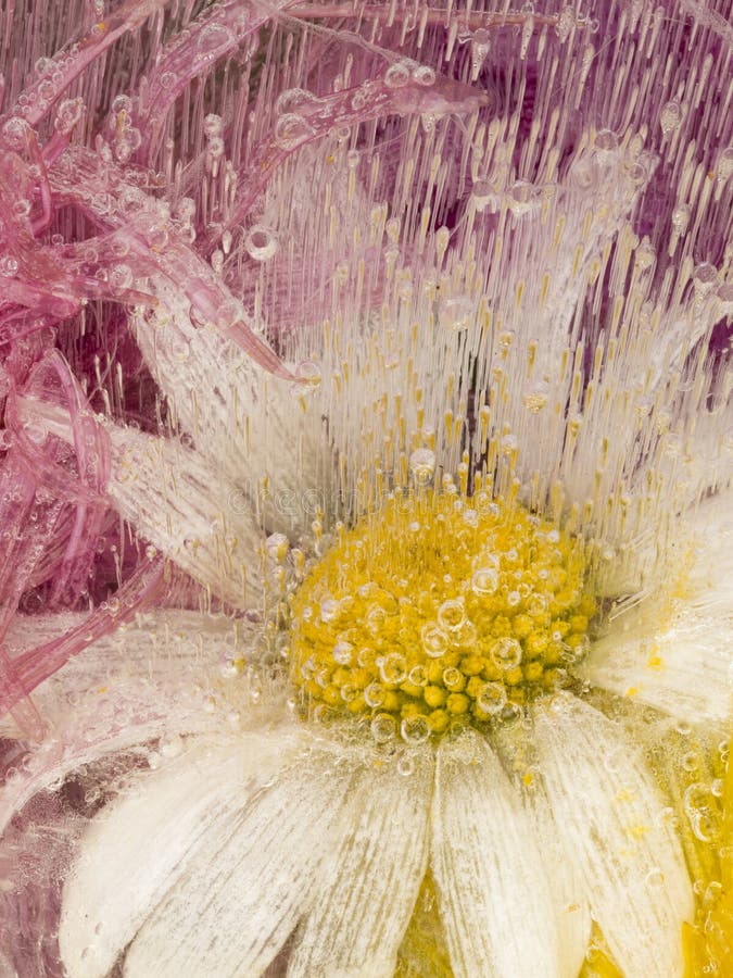 Pionowo abstrakcja z chamomile kwiatami obraz royalty free Pionowo abstrakcja z chamomile kwiatami obraz royalty free