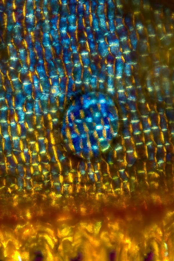 Pionowo abstrakcjonistyczny micrograph komórki od acorn bract obraz stock Pionowo abstrakcjonistyczny micrograph komórki od acorn bract obraz stock