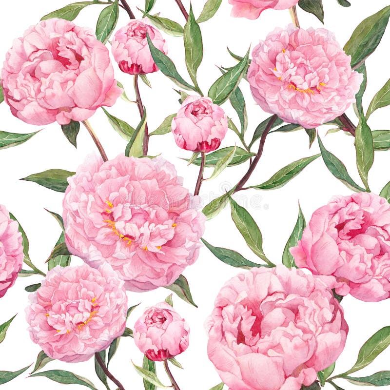 Pionrosa färgblommor seamless blom- modell vattenfärg royaltyfri illustrationer