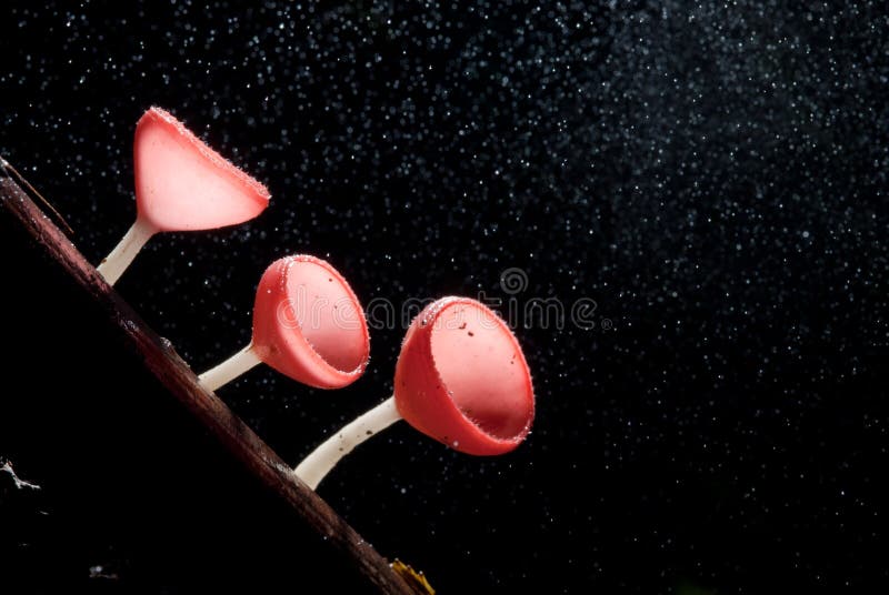 Piova il bello fungo rosa del champagne allineato su legname fotografia stock Piova il bello fungo rosa del champagne allineato su legname fotografia stock