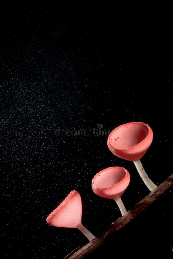 Piova il bello fungo rosa del champagne allineato su legname fotografia stock Piova il bello fungo rosa del champagne allineato su legname fotografia stock