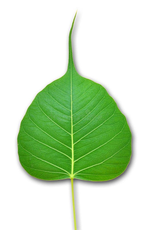 Pipal green leaf on white