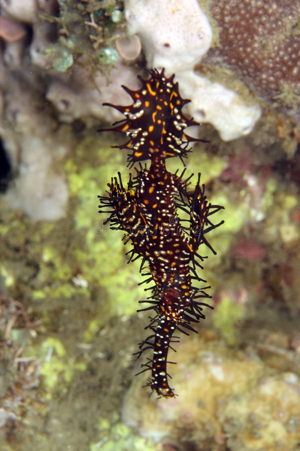 Pipefish adornado del fantasma fotografía de archivo Pipefish adornado del fantasma fotografía de archivo