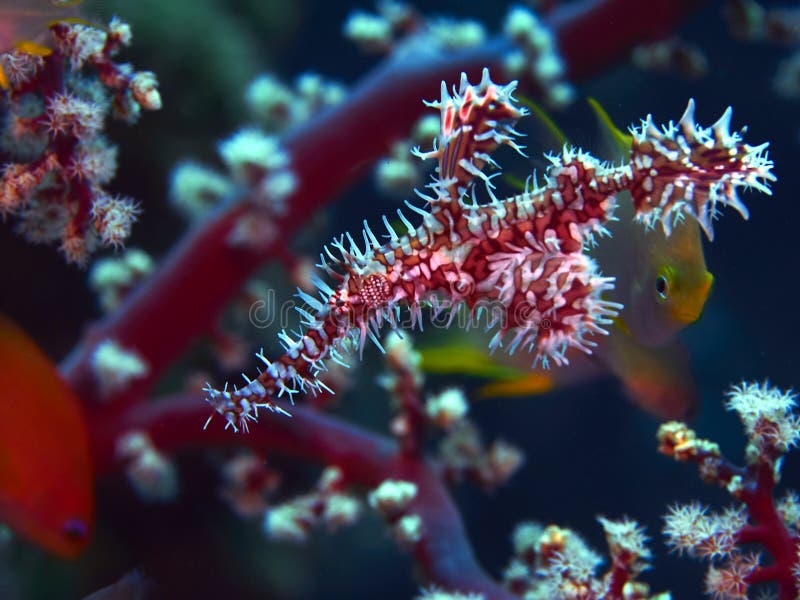 pipefish привидения богато украшенный стоковые фотографии rf pipefish привидения богато украшенный стоковые фотографии rf