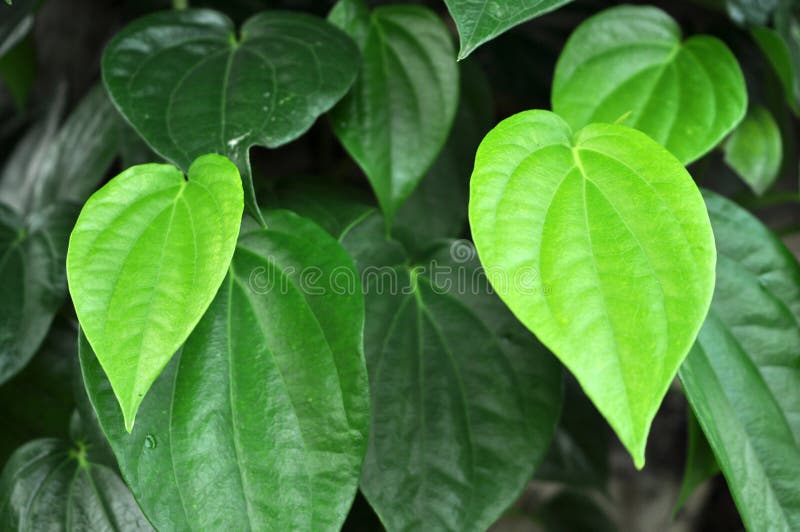 Piper Betle Leaves - Used in Folk Medicine for the Treatment of Various ...