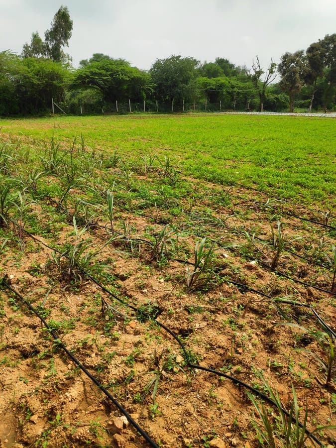 486 Drip Irrigation Pipes Stock Photos Free & RoyaltyFree Stock