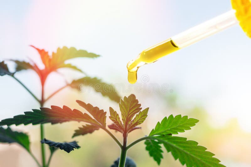 Pipette avec de l'huile de cannabis contre l'usine de marijuana image stock Pipette avec de l'huile de cannabis contre l'usine de marijuana image stock