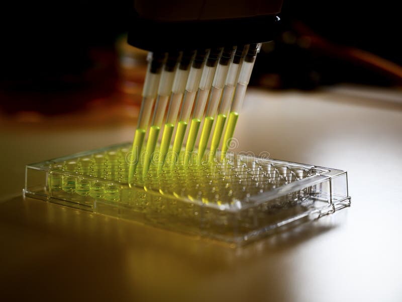 Pipette multicanal retirant la solution de composés de fluorophore vert de 96 plaques de puits avec des conseils en plastique pou photographie stock Pipette multicanal retirant la solution de composés de fluorophore vert de 96 plaques de puits avec des conseils en plastique pou photographie stock