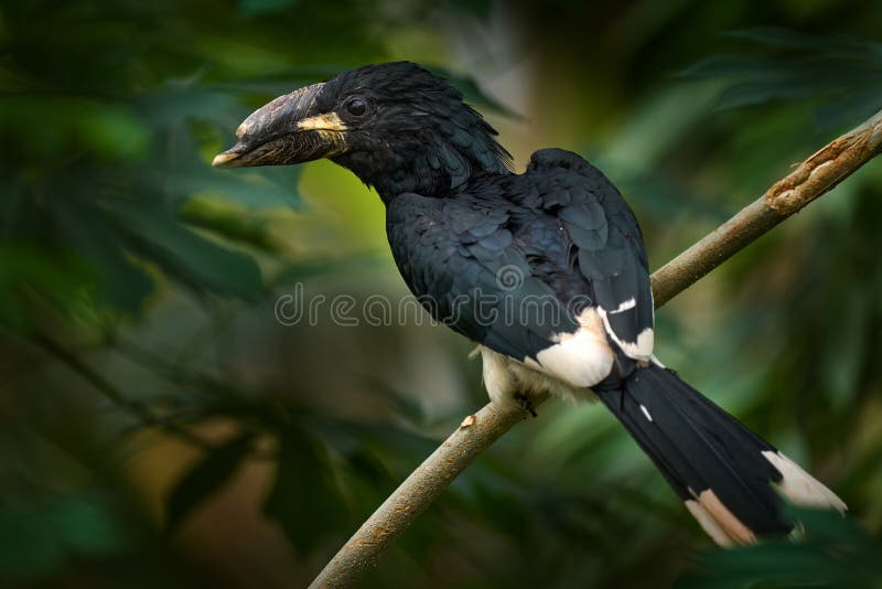 Piping Hornbill, Bycanistes Fistulator, Bird with Big Bill, Common Resident of the Tropical Evergreen Forests in Congo in Africa. Stock Image - Image of bycanistes, natural: 254541423 Piping Hornbill, Bycanistes Fistulator, Bird with Big Bill, Common Resident of the Tropical Evergreen Forests in Congo in Africa. Stock Image - Image of bycanistes, natural: 254541423