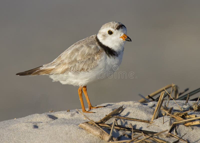 Piping Plover Charadrius melodus