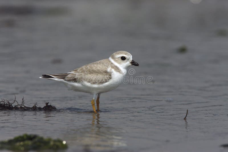 plover singles Questions and answers about the piping plover and the proposed designation of critical habitat : there are two single dark bands, one. plover singles Questions and answers about the piping plover and the proposed designation of critical habitat : there are two single dark bands, one.