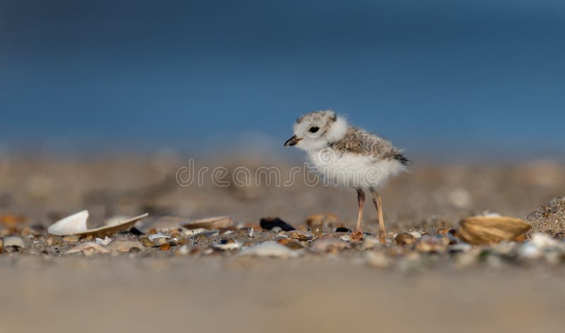 Piping Plover Chick on the Beach