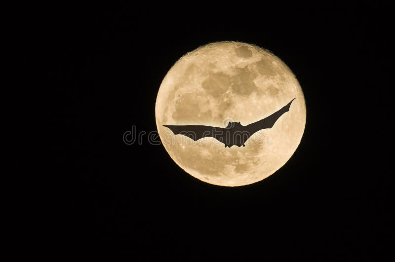 Pipistrelli che volano attraverso la luna del thefull