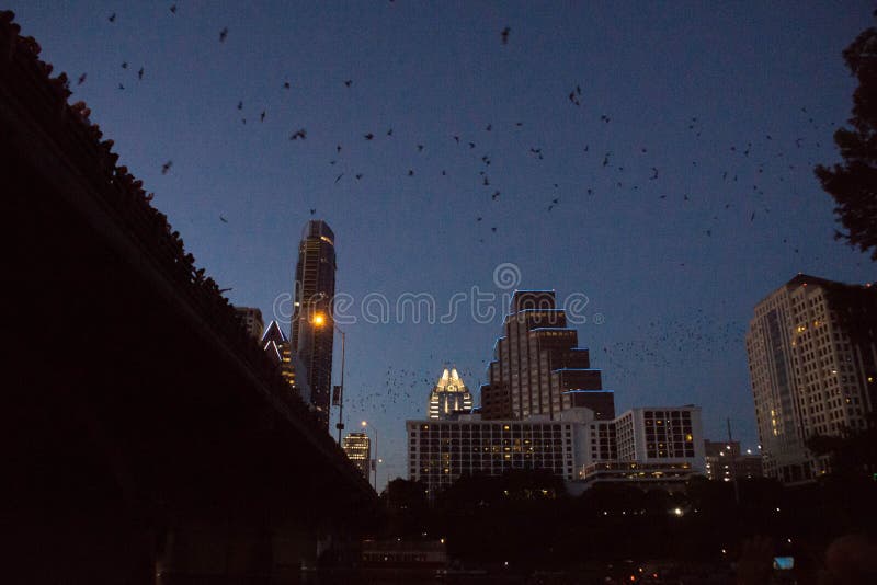 Pipistrelli del ponte del viale del congresso di Austin fotografia stock Pipistrelli del ponte del viale del congresso di Austin fotografia stock