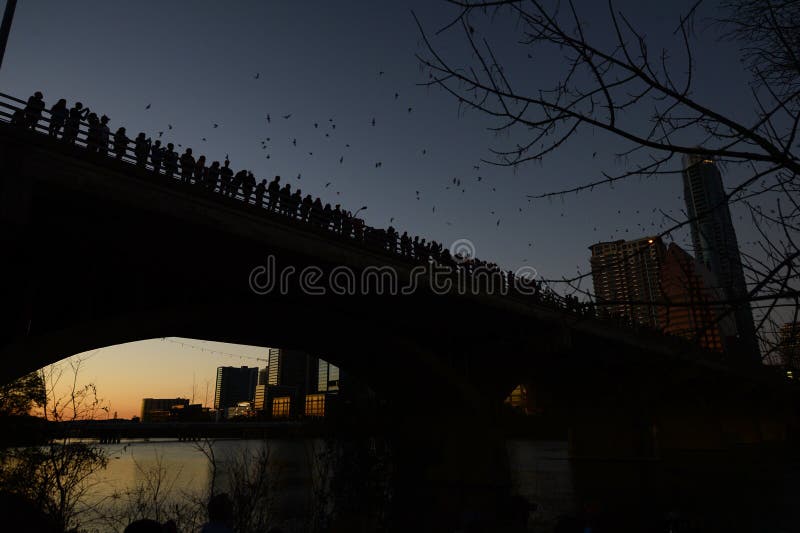 Pipistrelli di Austin Texas fotografia stock Pipistrelli di Austin Texas fotografia stock