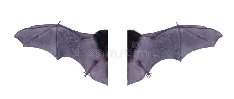 Pipistrello nero dell'ala isolato su fondo bianco immagine stock Pipistrello nero dell'ala isolato su fondo bianco immagine stock