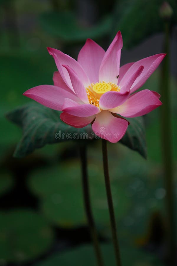 Close up shot of pink lotus with bee. Close up shot of pink lotus with bee