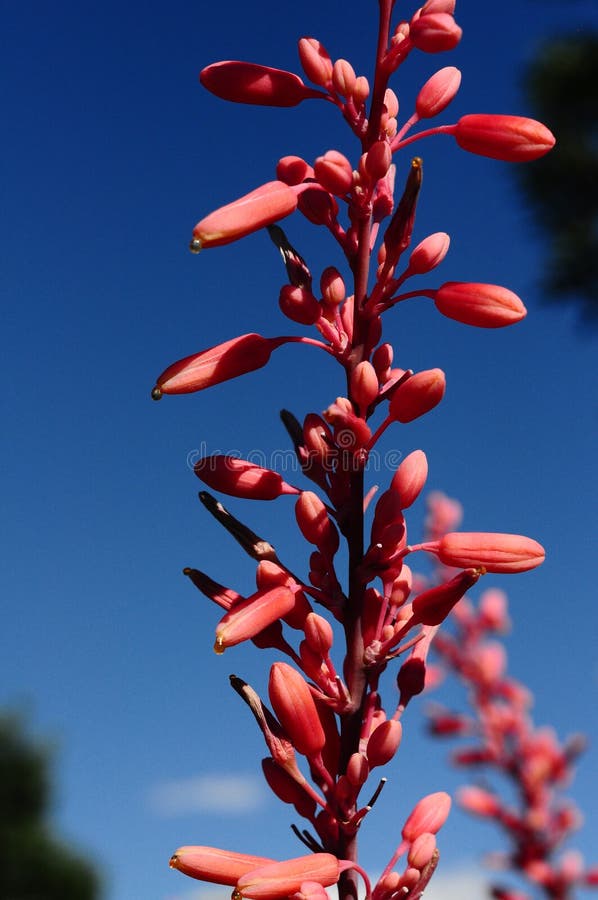 Pink Desert Flower Yucca with pollen droplets. Pink Desert Flower Yucca with pollen droplets