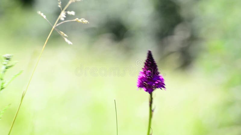 Piramidale orchidee, Anacamptis-pyramidalis