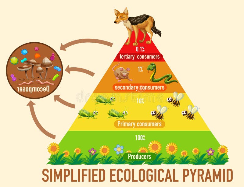 Piramide ecologica semplificata scientifica