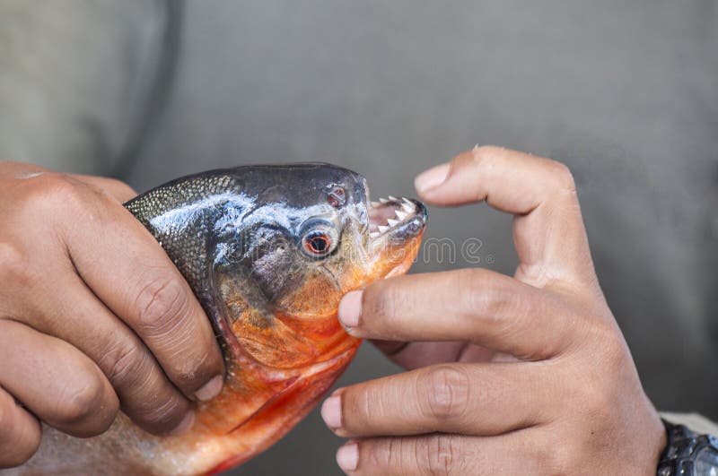 Piranha fish. South American fish fished in River Amazon