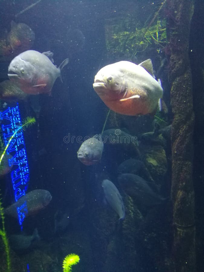 Piranha стоковая фотография Piranha стоковая фотография