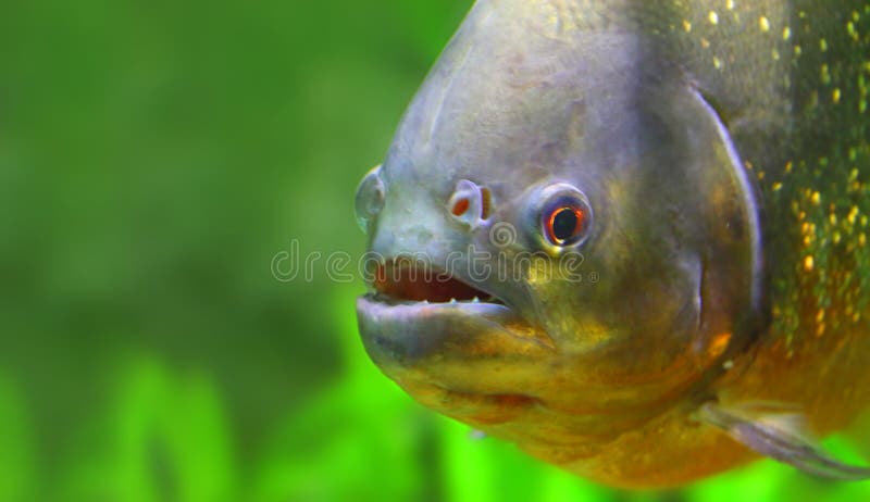 2 236 Piranha Amazon Photos Free Royalty Free Stock Photos From Dreamstime