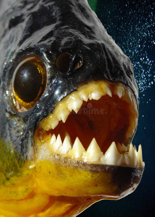 Piranha closeup. A piranha closeup in blue water Piranha closeup. A piranha closeup in blue water