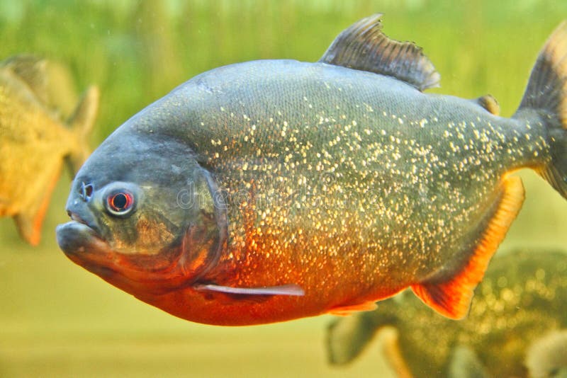Piranha face stock photo. Image of dried, open, dangerous 62712500