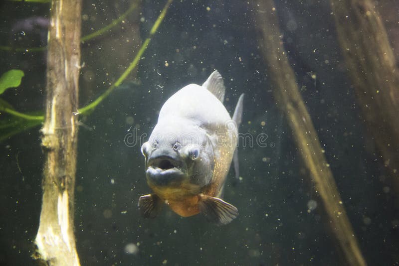 A picture of a piranha at the Montreal Biodome in Montreal Quebec Canada