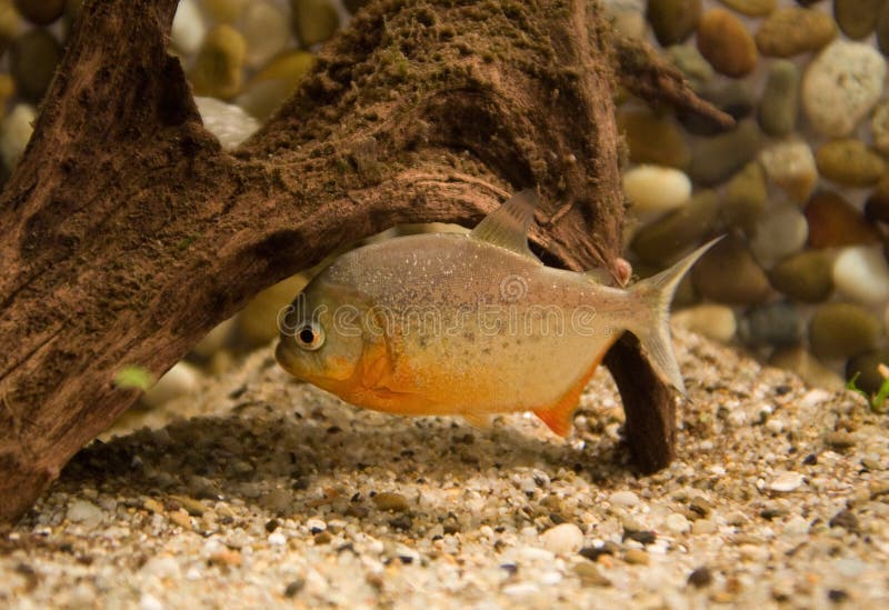 Piranha na água fotografia de stock royalty free Piranha na água fotografia de stock royalty free