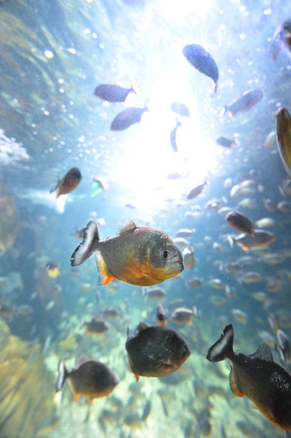 Piranha in their habitat stock image
