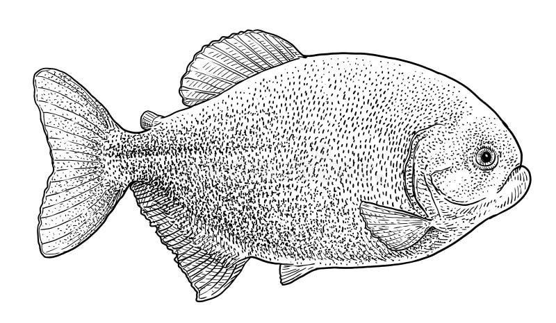 Piranhaillustration, teckning, gravyr, färgpulver, linje konst, vektor vektor illustrationer Piranhaillustration, teckning, gravyr, färgpulver, linje konst, vektor vektor illustrationer