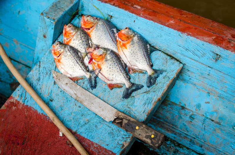 Piranhas gerade catched vom Fluss lizenzfreies stockbild Piranhas gerade catched vom Fluss lizenzfreies stockbild