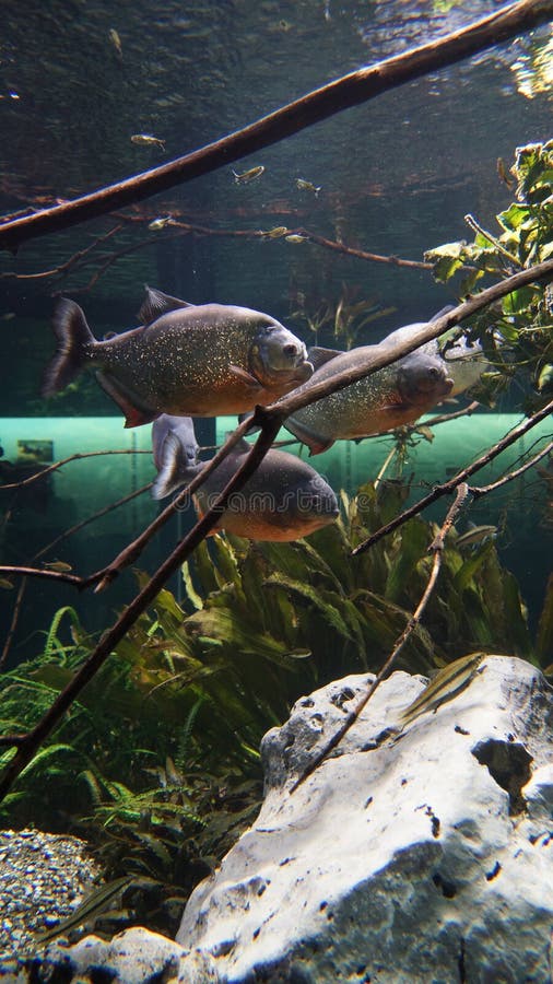 Piranhas swimming in swarm amazonas stock photography