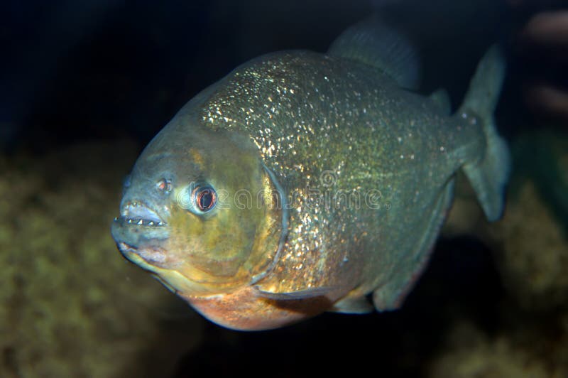 Vicious red bellied piranha swims in a dark pool. Mouth is slightly open showing teeth. Vicious red bellied piranha swims in a dark pool. Mouth is slightly open showing teeth.