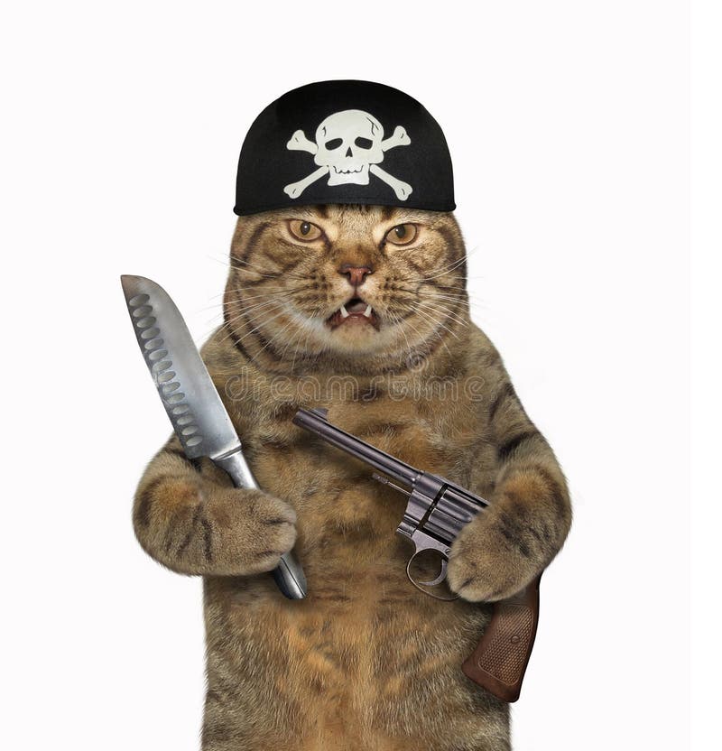 Le Chat Dans Un Bandana Tient Une Arme A Feu Image Stock Image Du Criminel Acier Le Chat Dans Un Bandana Tient Une Arme A Feu Image Stock Image Du Criminel Acier