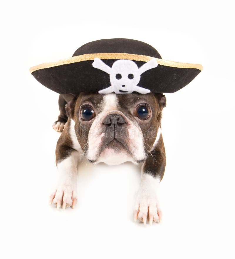 Piratenhund Piratenhund