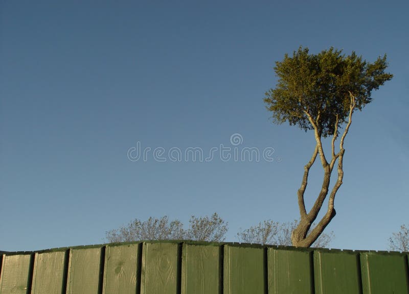 Download Piratkopiera treen fotografering för bildbyråer. Bild av växter - 27055