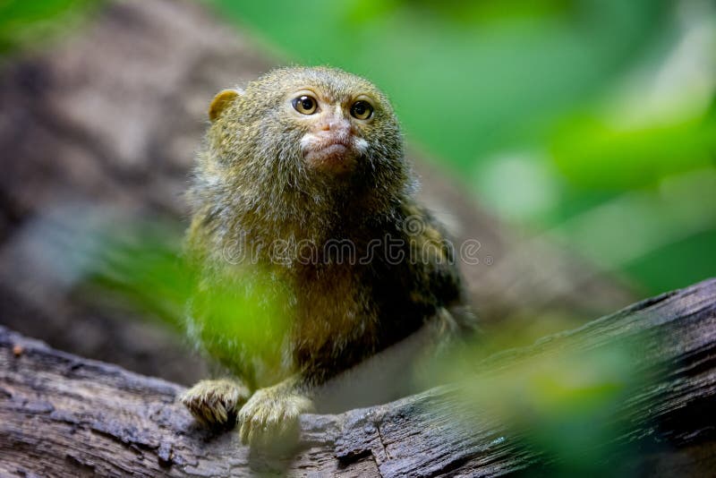 2.089 fotos de stock e banco de imagens de Sagui - Getty Images