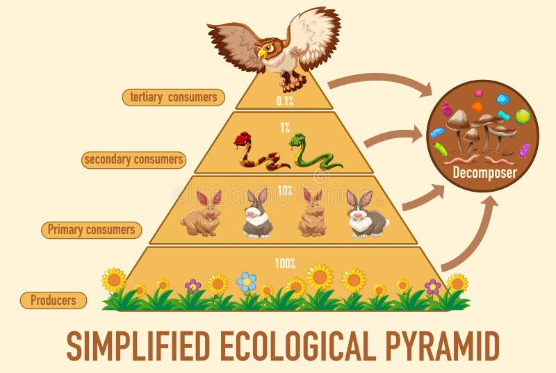 Uzupełnij Piramidy Ekologiczne Pirâmide, Anfíbios E Reptils Ecológicos Ilustração Stock - Ilustração