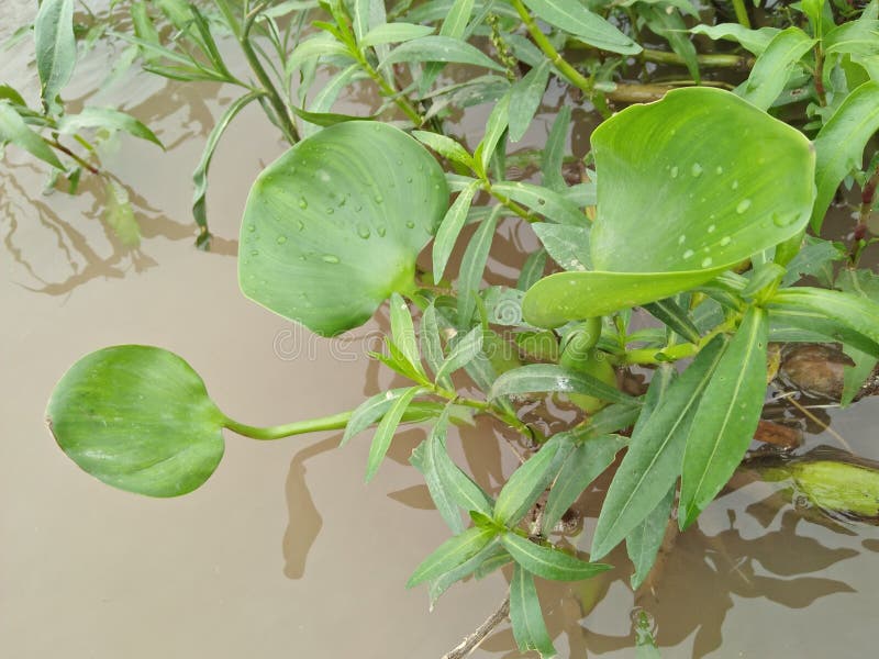 It is 20-50cm tall and can form thick colonies that usually emerge 10-30cm, but can be up to 50cm, above the water’s surface.The leaves are bright glossy green, kidney-shaped & x28;1-4cm long, 1-5cm across& x29; borne on stalks & x28;2-15cm long& x29; in alternative arrangement.The flowers are in clusters & x28;racemes& x29; with each cluster containing 2-10 small white or pale blue flowers with six petals. The fruit is a small capsule containing tiny winged seeds.KLMP can grow submerged or floating, with stems that either creep along the mud or float. It can produce roots at the nodes, particularly where they come into contact with the soil.It prefers open, sunny sites with nutrient-rich soil and shallow water less than 15cm deep. It is often found in roadside ditches, or on the edges of streams and ponds. It is 20-50cm tall and can form thick colonies that usually emerge 10-30cm, but can be up to 50cm, above the water’s surface.The leaves are bright glossy green, kidney-shaped & x28;1-4cm long, 1-5cm across& x29; borne on stalks & x28;2-15cm long& x29; in alternative arrangement.The flowers are in clusters & x28;racemes& x29; with each cluster containing 2-10 small white or pale blue flowers with six petals. The fruit is a small capsule containing tiny winged seeds.KLMP can grow submerged or floating, with stems that either creep along the mud or float. It can produce roots at the nodes, particularly where they come into contact with the soil.It prefers open, sunny sites with nutrient-rich soil and shallow water less than 15cm deep. It is often found in roadside ditches, or on the edges of streams and ponds.